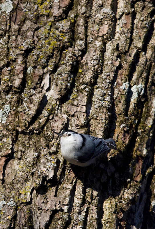 White-Breasted Nuthatch